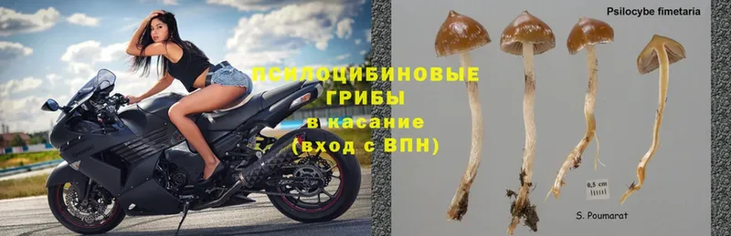 Галлюциногенные грибы Cubensis  что такое наркотик  Городец 